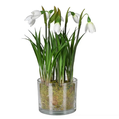Snowdrop Plant In Glass Pot Seasonal >> Christmas >>