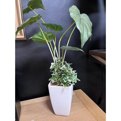 Straits Alocasia Leaf Plant In Pot 61cm - Homeware