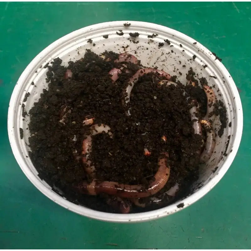 Tiger Earth Worms Composting For Live Fishing Bait - Fishing