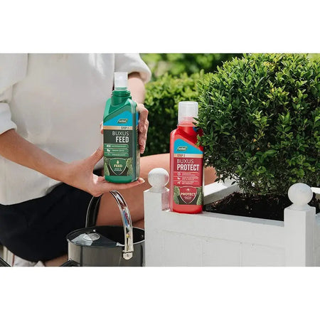 Westland 2 In1 Feed And Protect Concentrate Buxus - 2 X