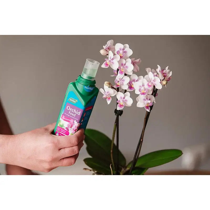Westland Orchid Concentrated Feed - 200Ml - Gardening &