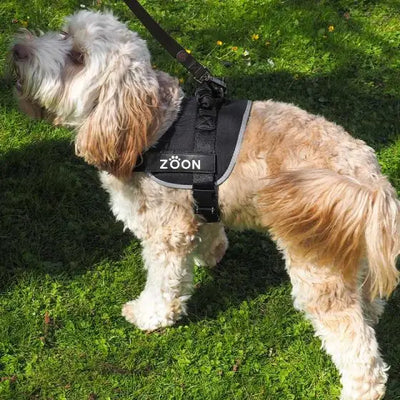 Zoon Jet Advanced Slip On Walkabout Dog Harness - Medium